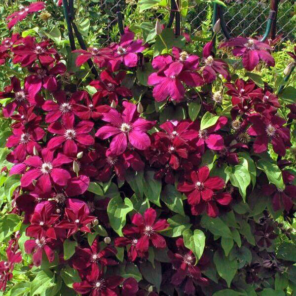 Отрицательные отзывы о клематисе Вестерплатте